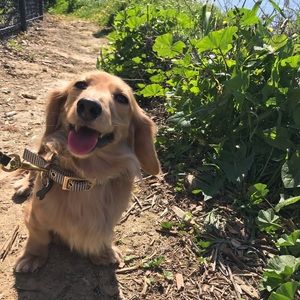 Meet your Posher, Shana